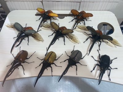 Ikimono daizukan Hercules Beetles